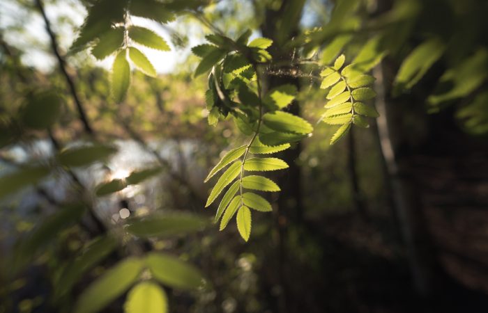 Kuvassa lähikuva pihlajan oksasta ja lehdistä.