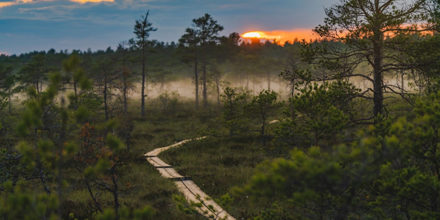 Pitkospuut hämärässä suomaisemassa.