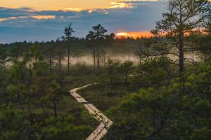 Pitkospuut hämärässä suomaisemassa.
