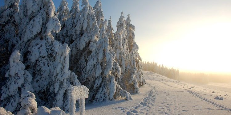 Talvinen metsämaisema.