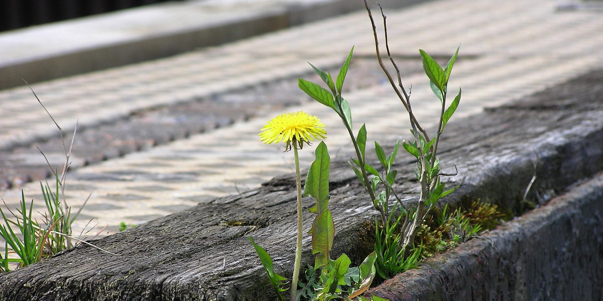 A dandelion growing in between pavement.